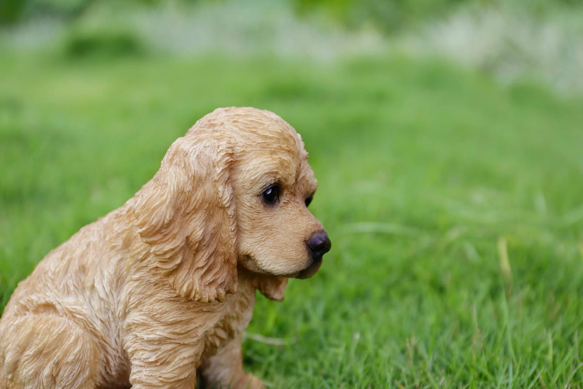 Hi-Line Gift Ltd. - Estatua de Cocker Spaniel de Color Crema