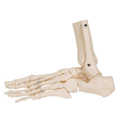 Foot model
