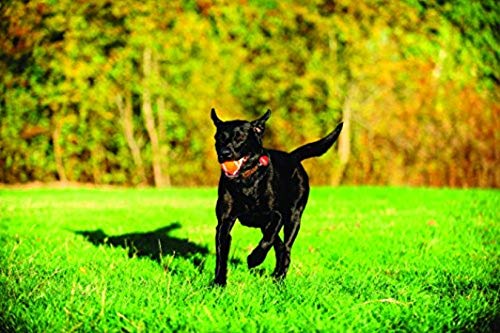 ChuckIt! Tennis Ball, Orange, Extra Large, 2-Pack