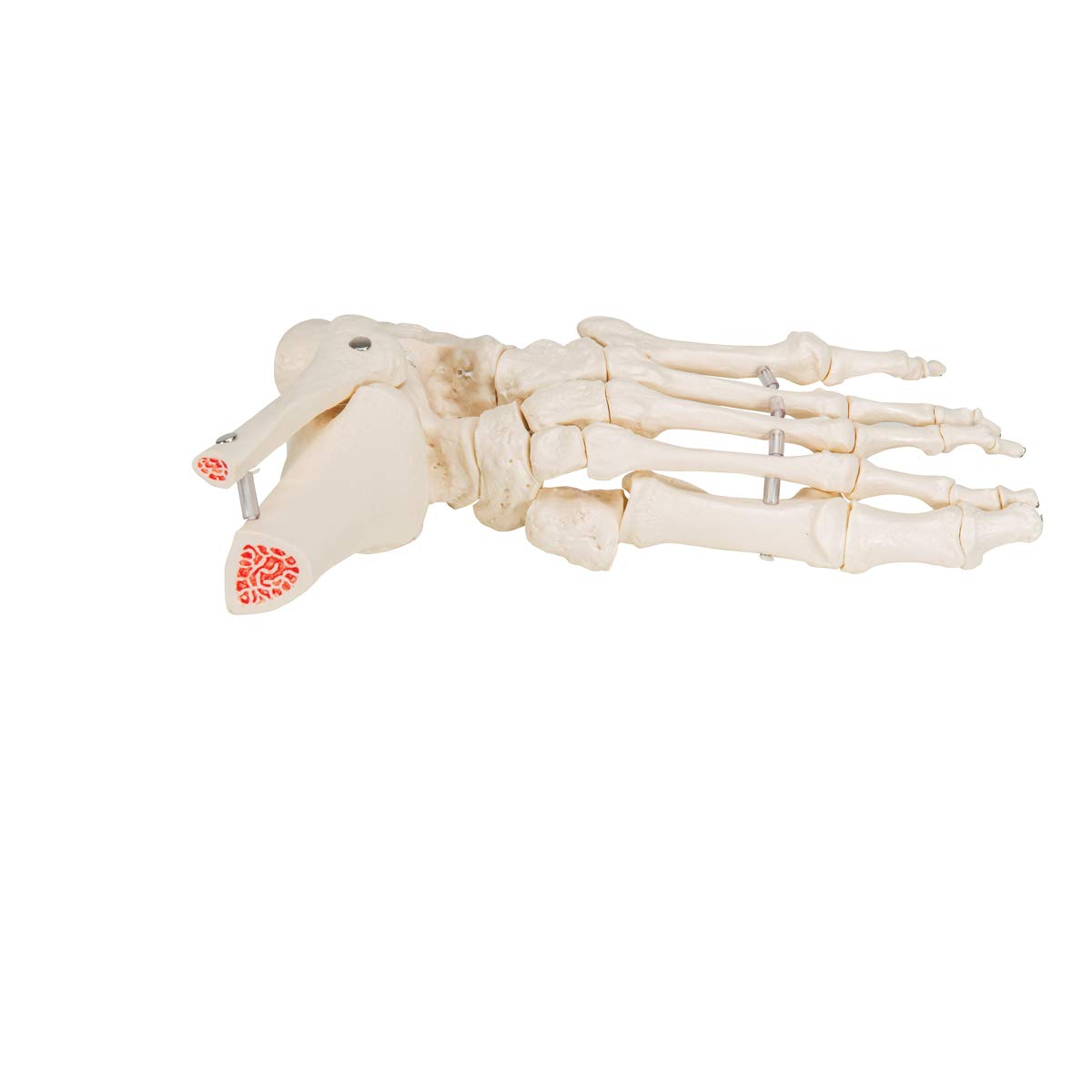 Foot model