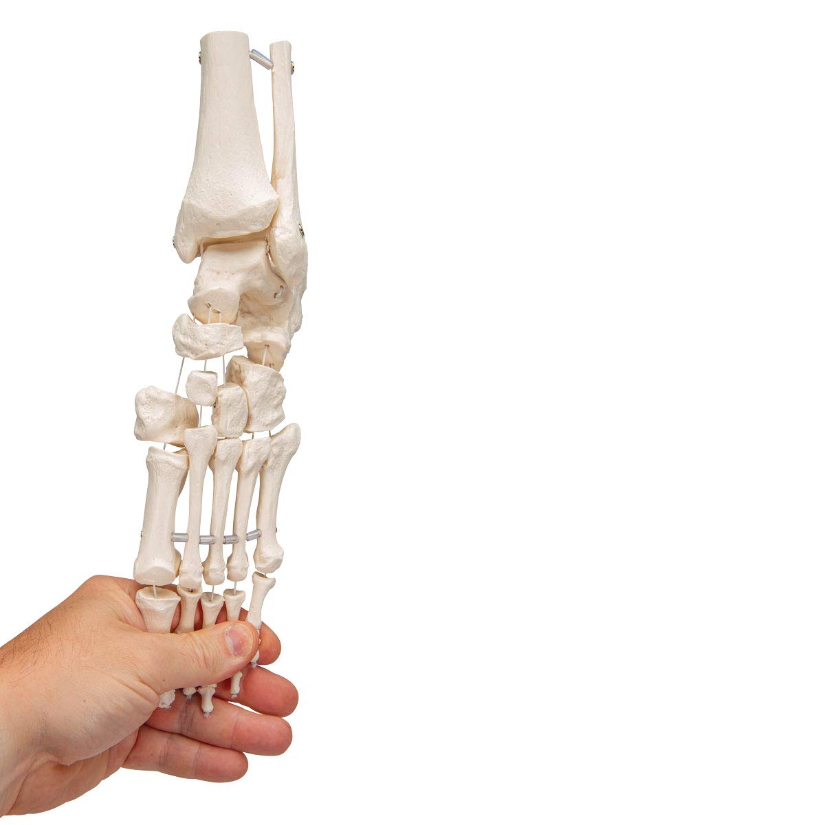 Foot model