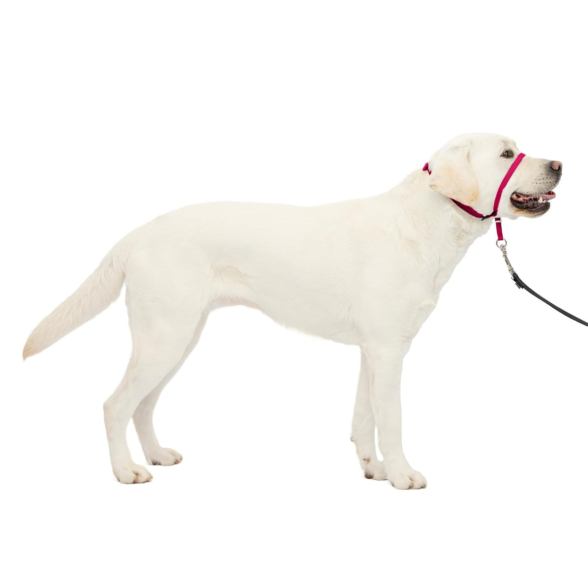 PetSafe Gentle Leader - Collar para Perro sin tirones, Rosado (Raspberry Pink), Large 60-130 LB.