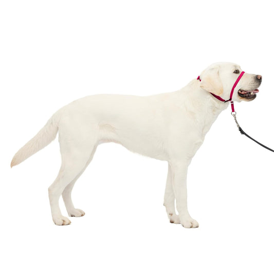 PetSafe Gentle Leader - Collar para Perro sin tirones, Rosado (Raspberry Pink), Large 60-130 LB.