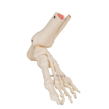 Foot model