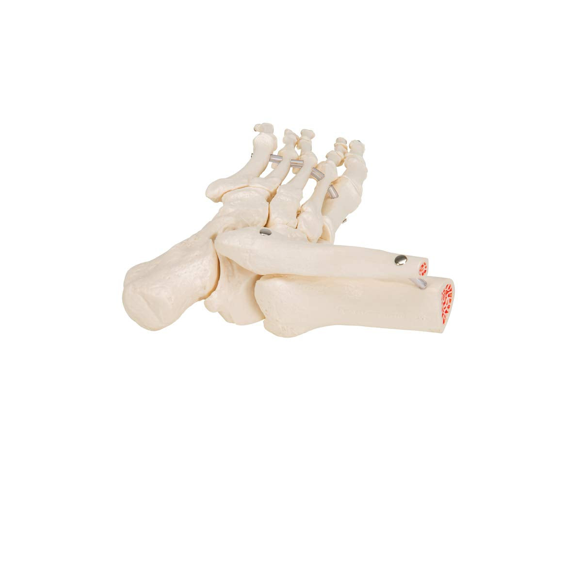 Foot model