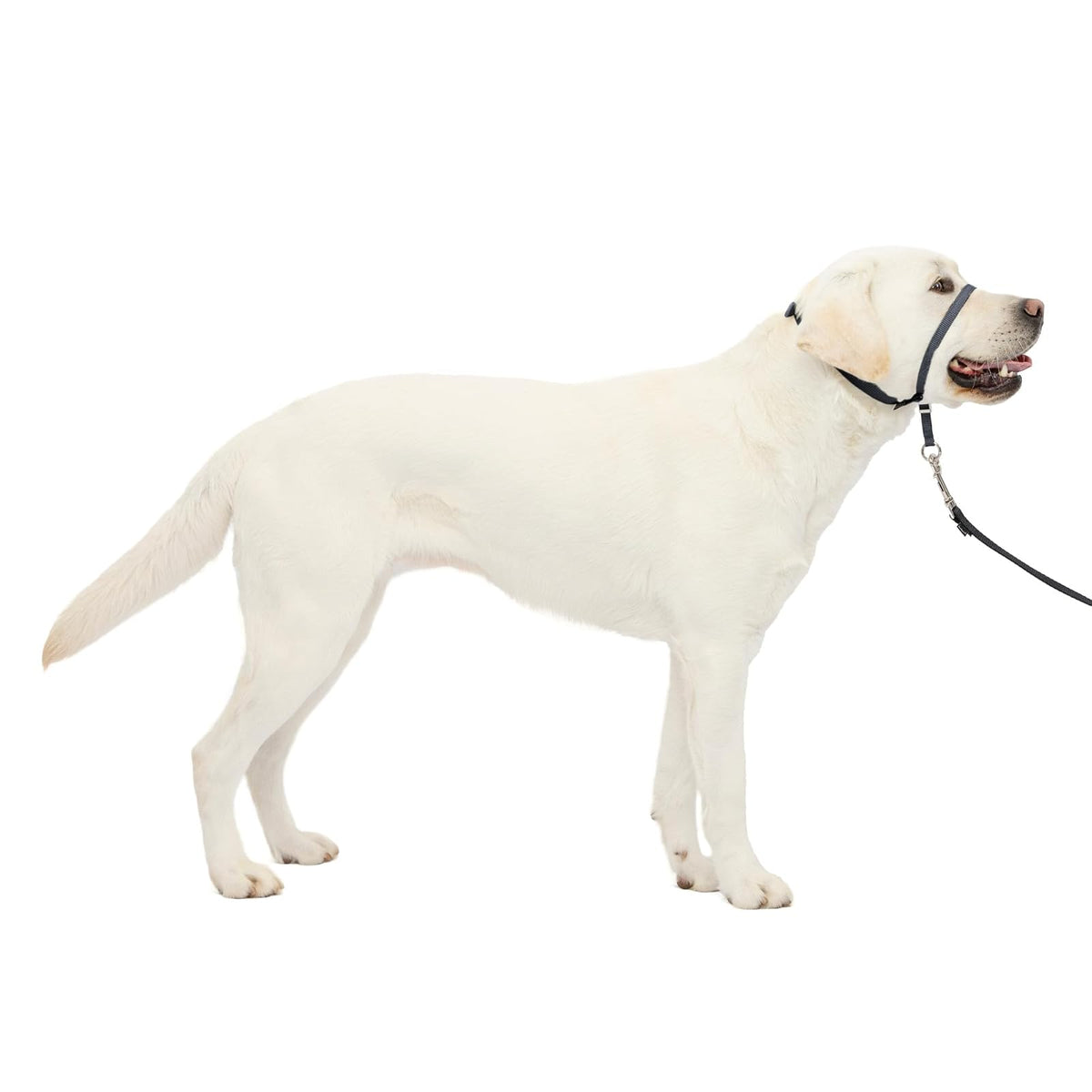PetSafe Gentle Leader Collar para Perro sin Tirones - Large - Gris, Carbón