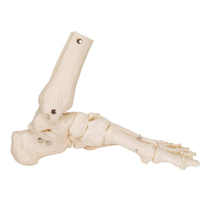 Foot model