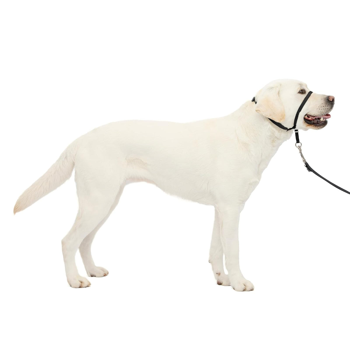 PetSafe Gentle Leader Collar para Perro sin Tirones - Large - Negro -