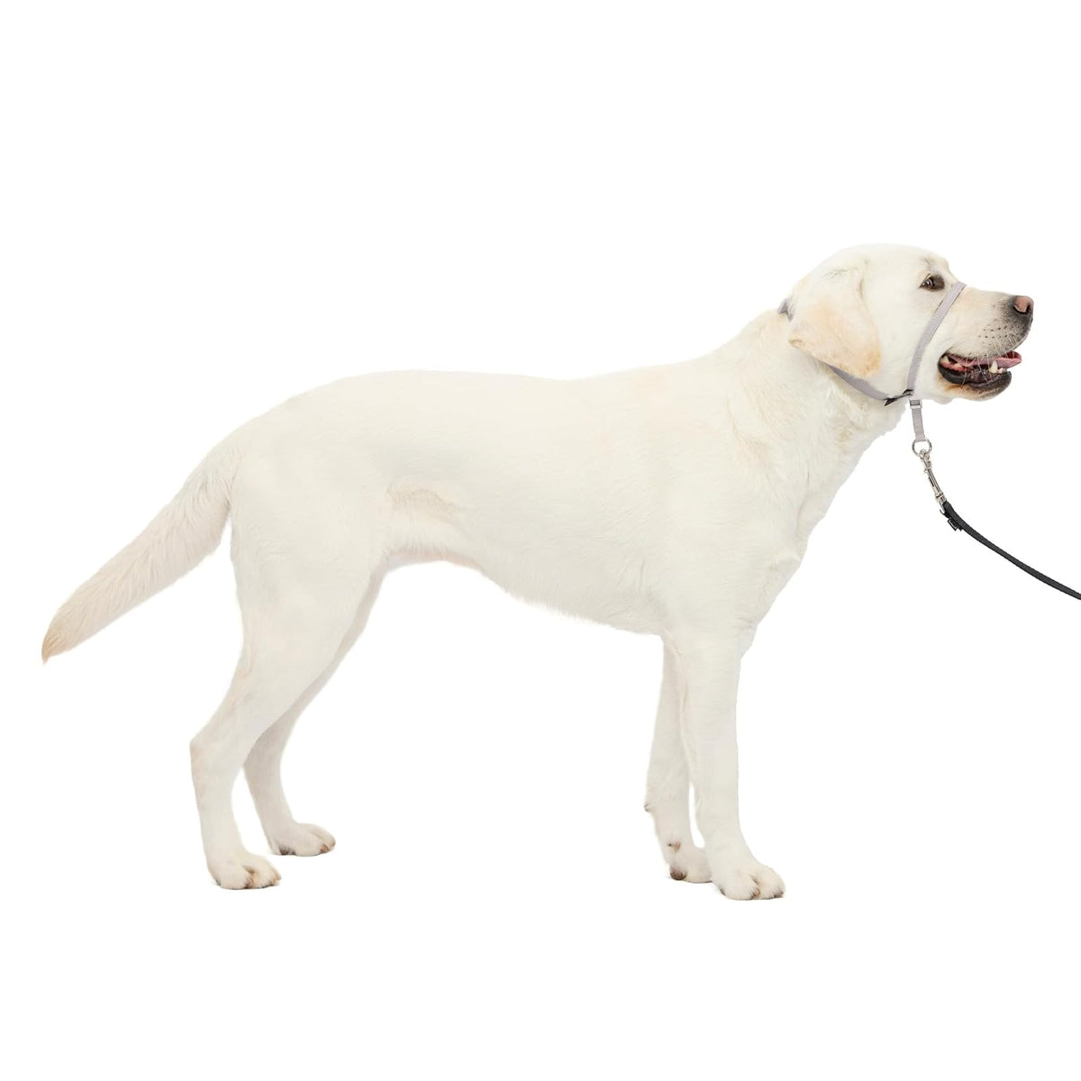 PetSafe Gentle Leader Collar para Perro sin Tirones - Large 60-130 Lb. - Plateado