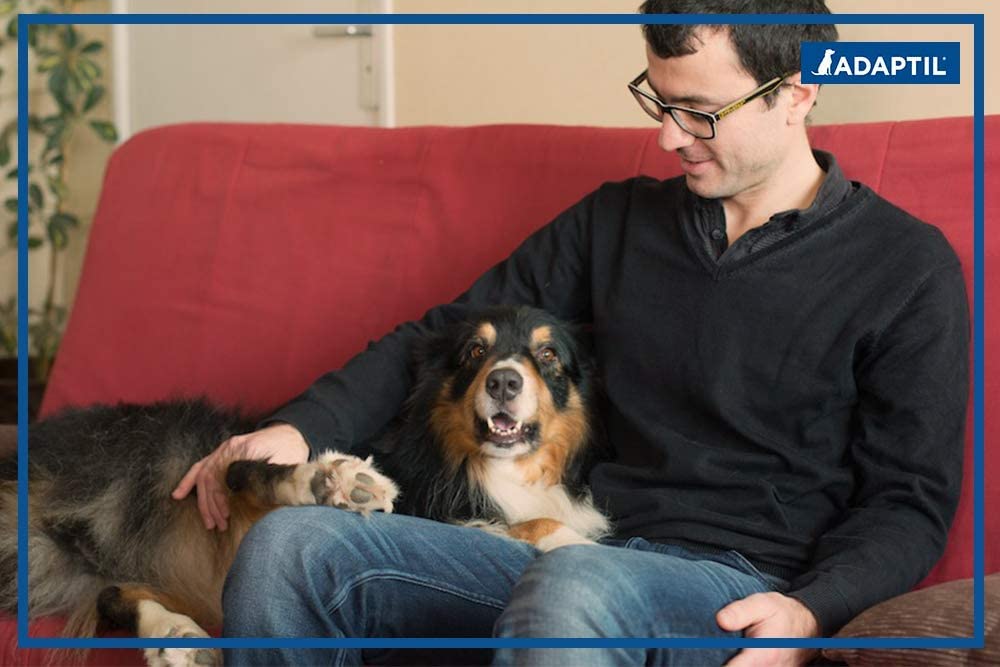 ADAPTIL Spray 60 ml – Calma y Comodidad a los Perros Durante Viajes, visitas veterinarias y Eventos estresantes – The Original D.A.P. Dog Appeasing - Spray de feromonas (60 ml, 1 Unidad)