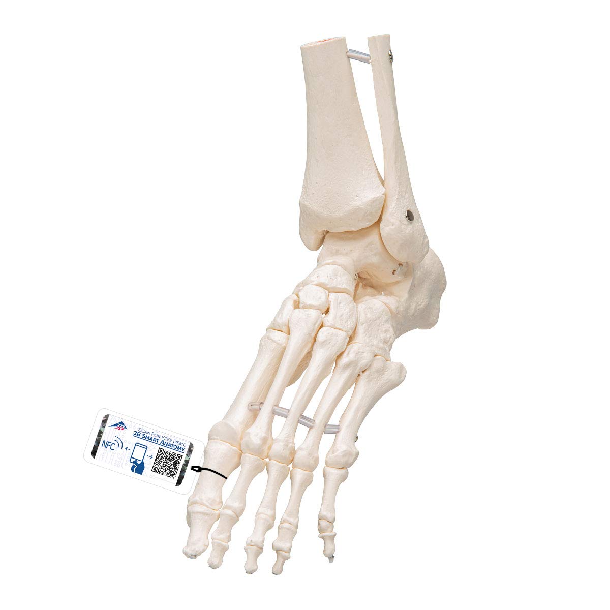 Foot model