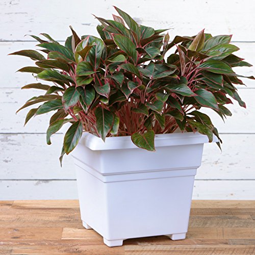 Countryside Square Tub Planter, White, 18-Inch