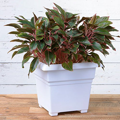 Countryside Square Tub Planter, White, 18-Inch