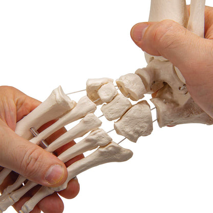 Foot model