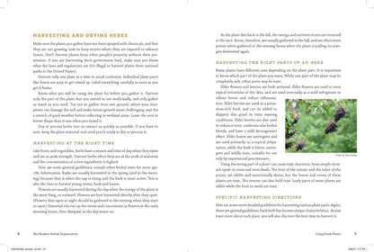 The Modern Herbal Dispensatory: A Medicine-Making Guide