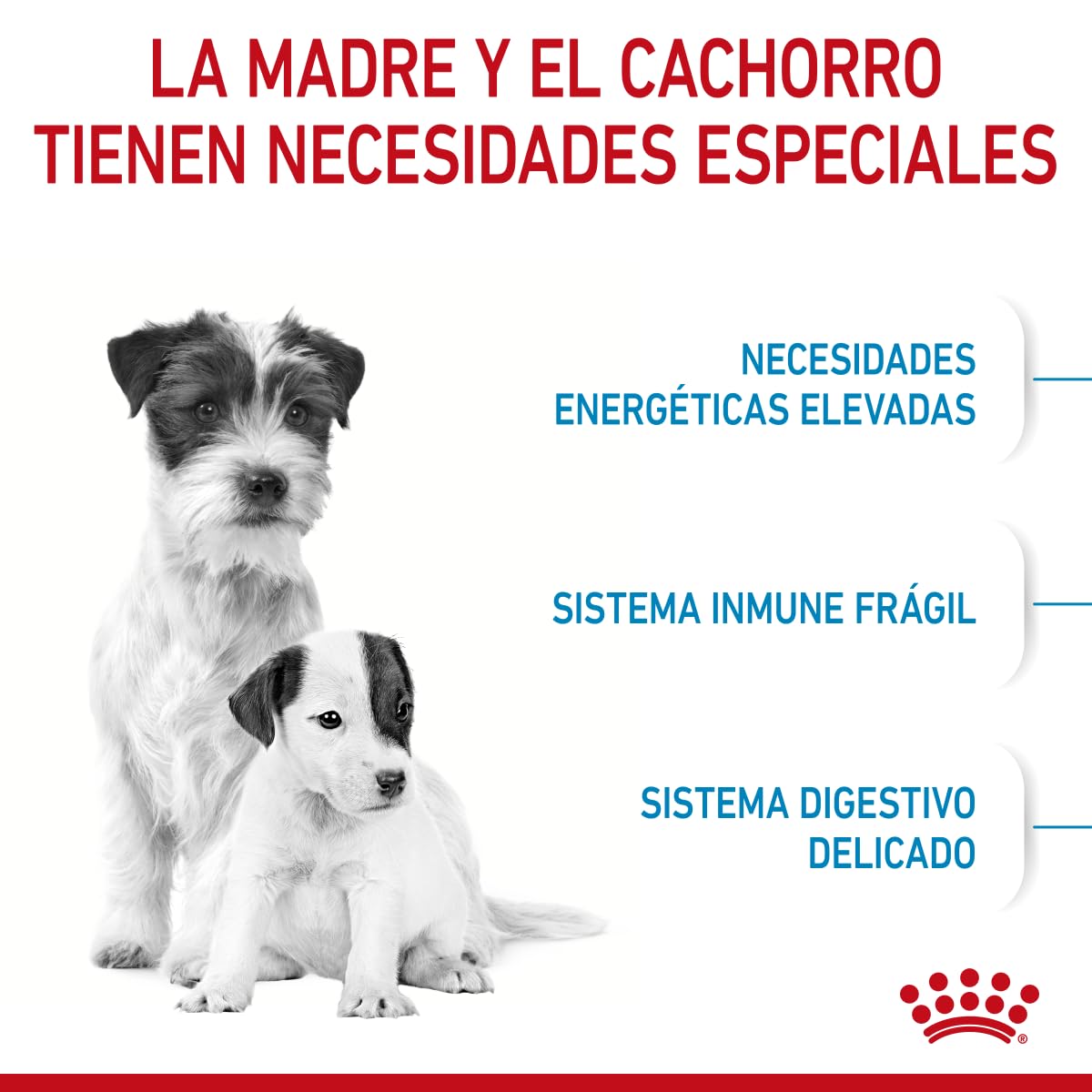 ROYAL CANIN - Croquetas para Cachorro, Starter Puppy 6.36 Kg