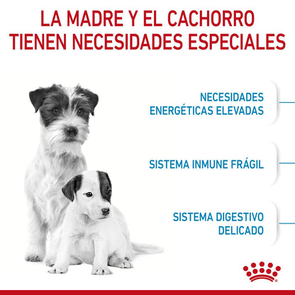ROYAL CANIN - Croquetas para Cachorro, Starter Puppy 6.36 Kg