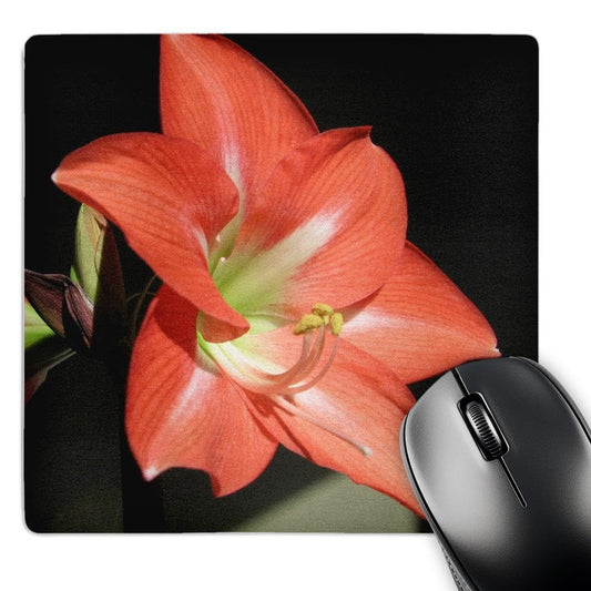 3dRose 8 x 8 x 0.25 Inches Flowers Amaryllis Mouse Pad (mp_21369_1)