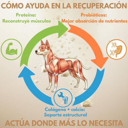 Fancy Pets MS Recovery Suplemento de Proteína para Perros 400 g Suplemento Nutricional con Colágeno y Vitaminas para Apoyo Muscular y Vitalidad