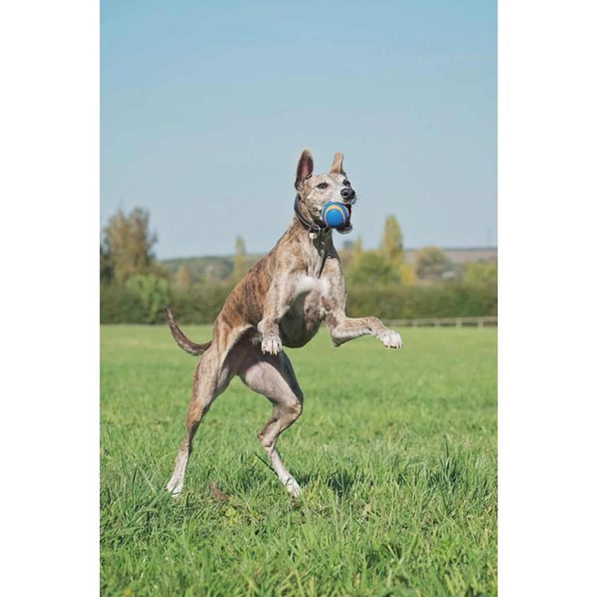 Chuckit! Ultra Squeaker Ball 47090 - Pelota para chirriar
