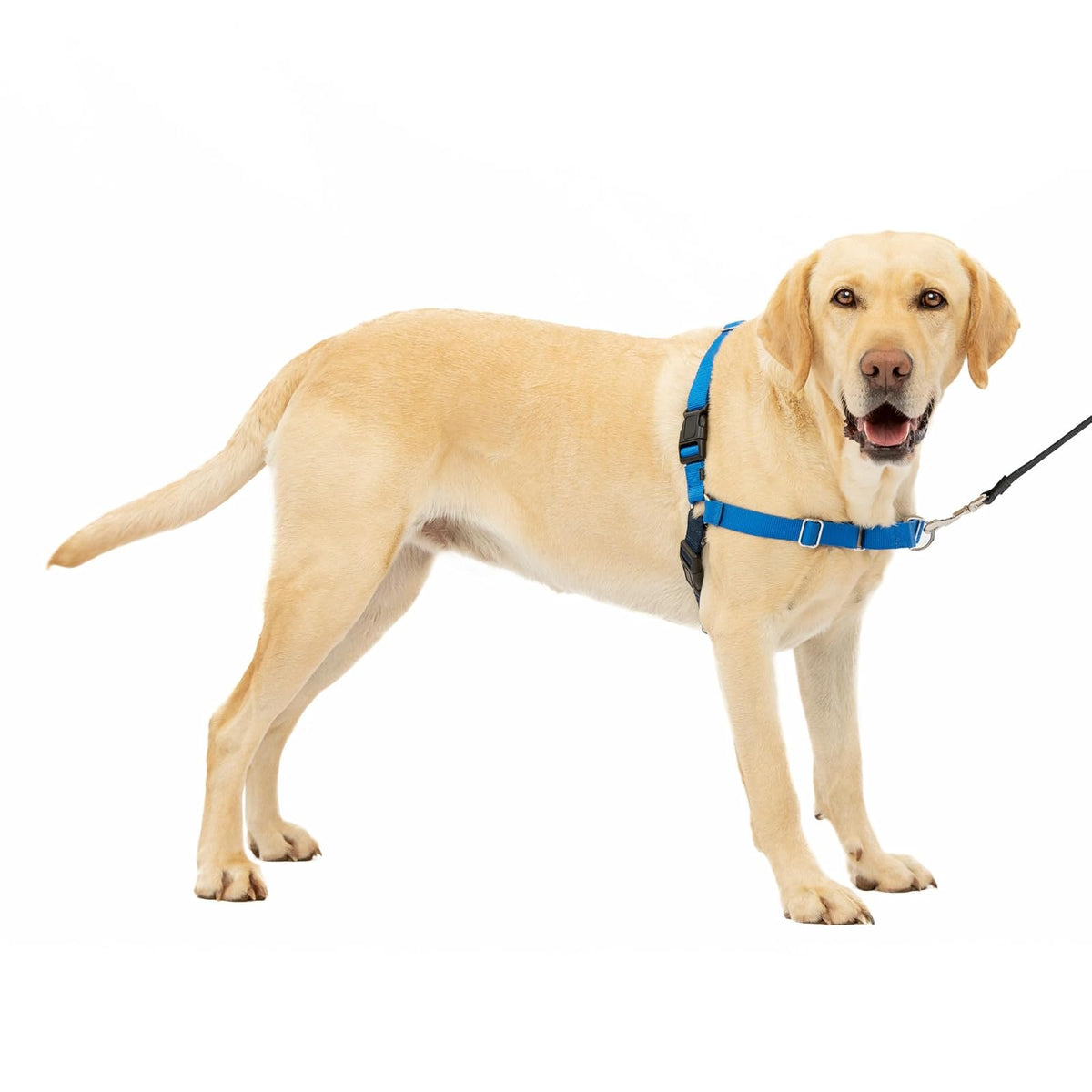 PetSafe Easy Walk Arnés para Perro, Anti-Tirones - Large - azul rey - azul marino