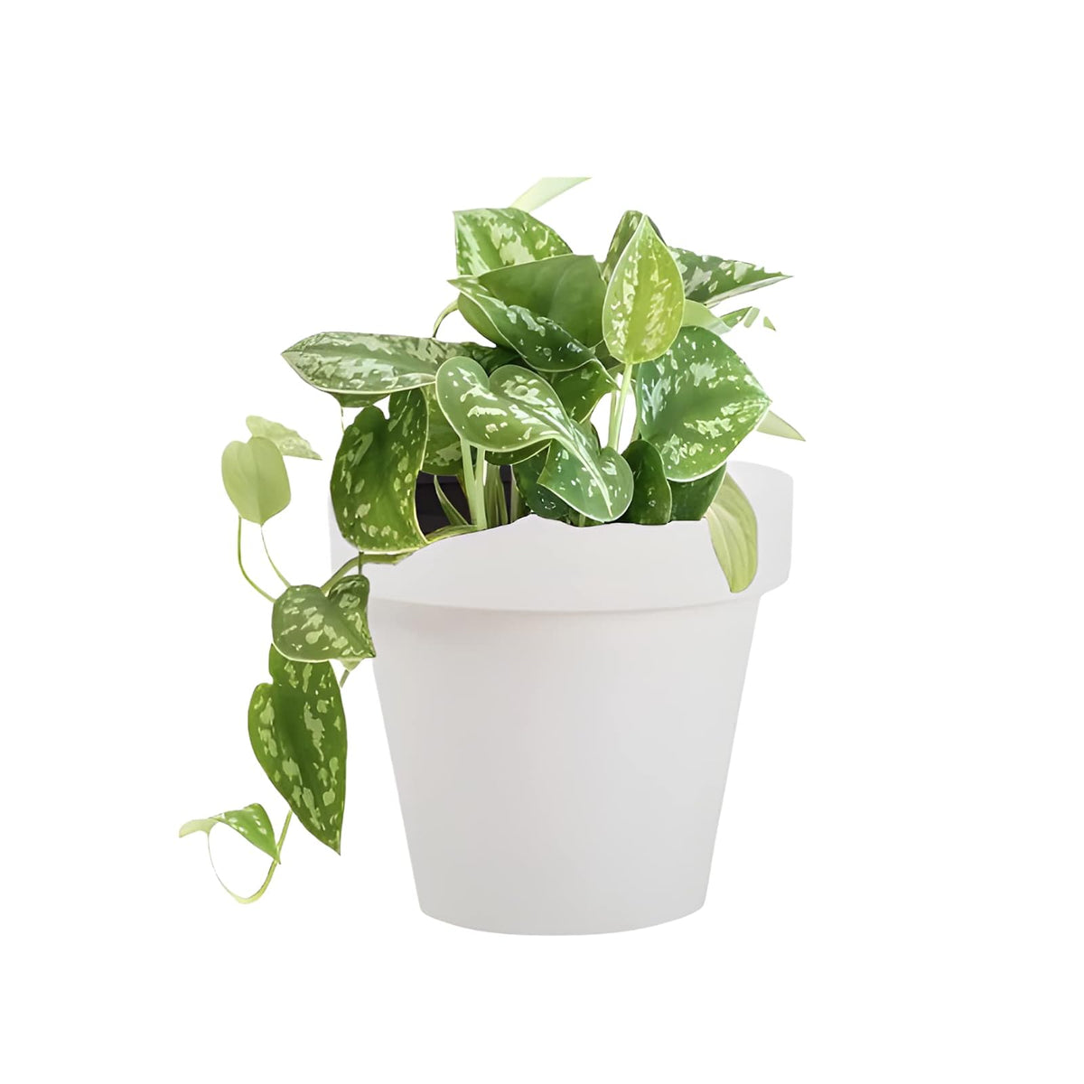 newgarden Maceta de Polietileno Vaso Acabado Liso Uso Interior y Exterior Modelo Magnolia 30 Blanco