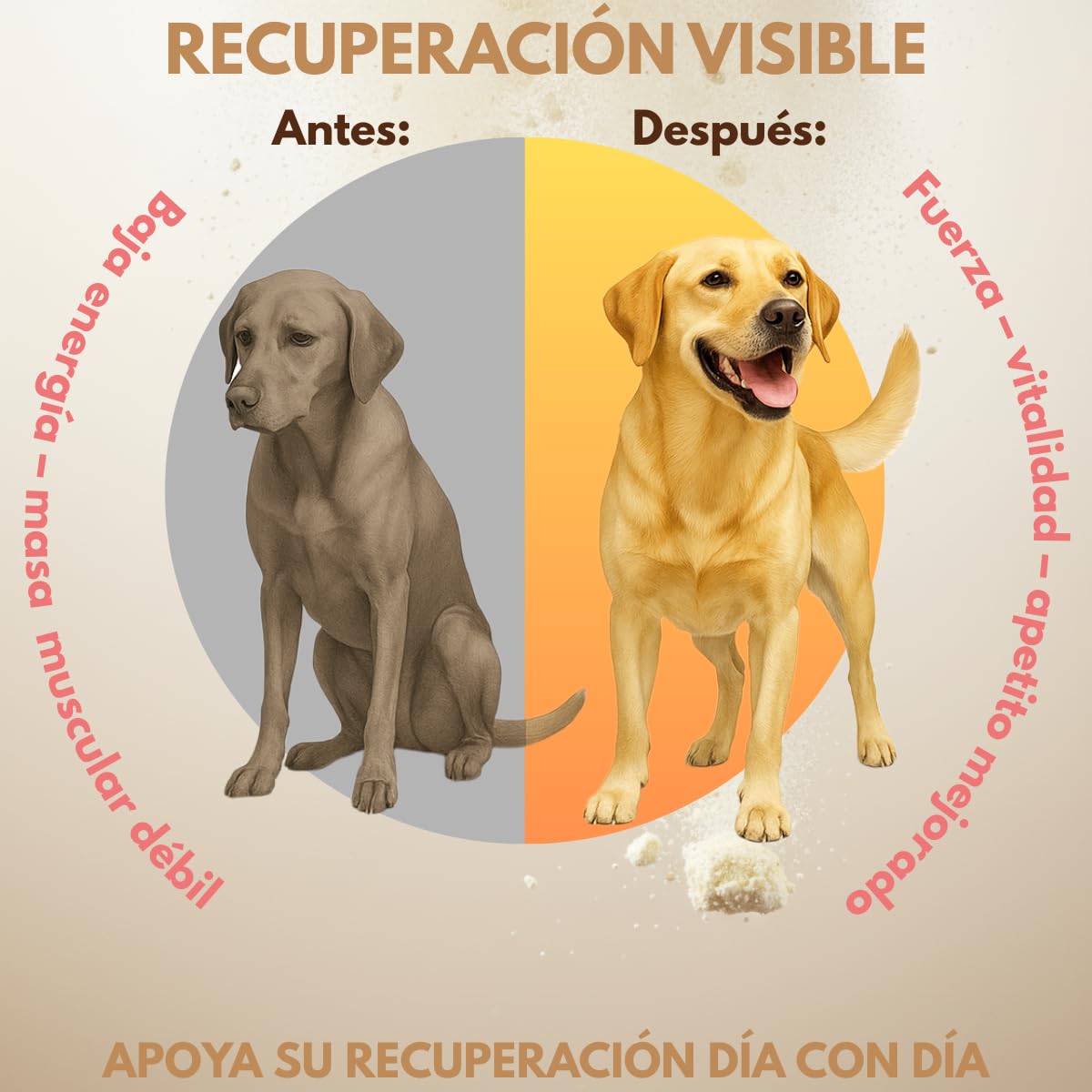 Fancy Pets MS Recovery Suplemento de Proteína para Perros 400 g Suplemento Nutricional con Colágeno y Vitaminas para Apoyo Muscular y Vitalidad