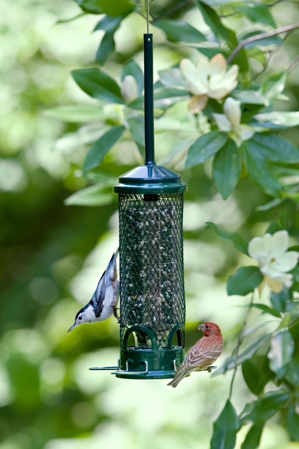 Squirrel Buster Mini 4.4"x4.4"x21" (w/hanger) Wild Bird Feeder with 4 Metal Perches, 1.3lb Seed Capacity