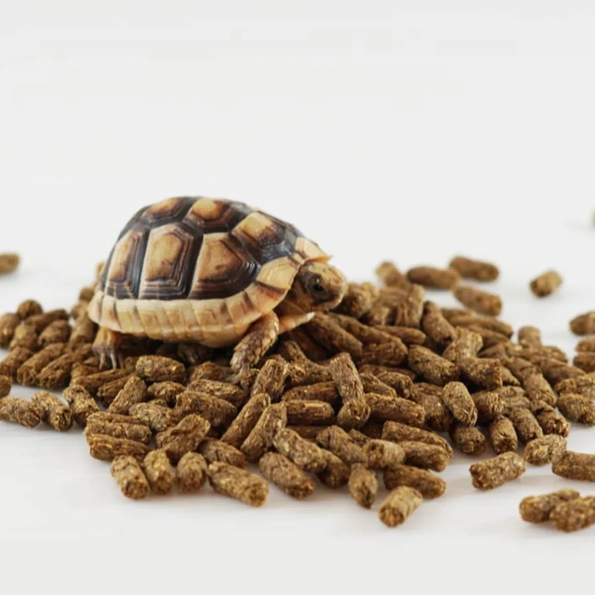 Mazuri Alimento para Tortuga terreste 600gr | Tortuga Terrestre