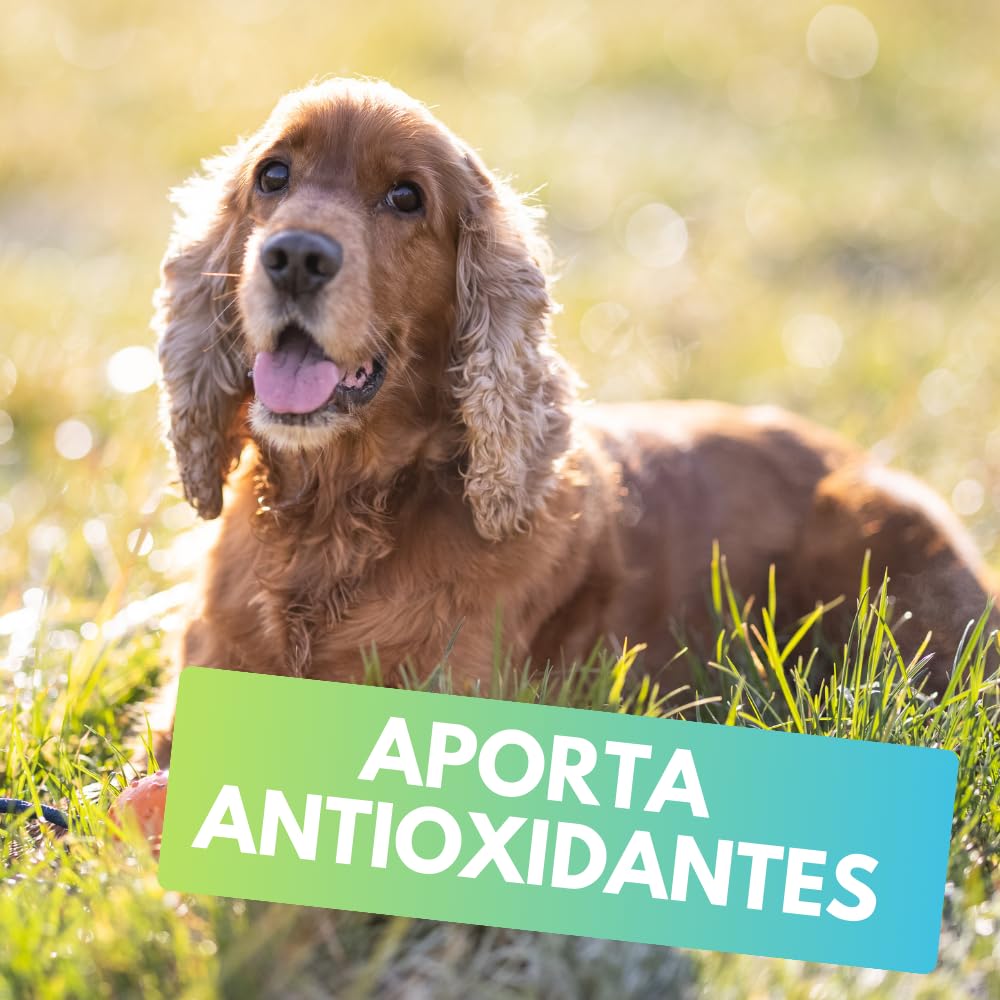 Fancy Pets MS Immune Tabletas Masticables para Perros – Suplemento con Antioxidantes, Apoya el Sistema Inmune, 60 Tabletas