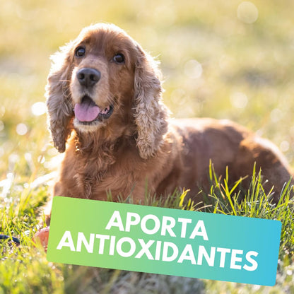 Fancy Pets MS Immune Tabletas Masticables para Perros – Suplemento con Antioxidantes, Apoya el Sistema Inmune, 60 Tabletas