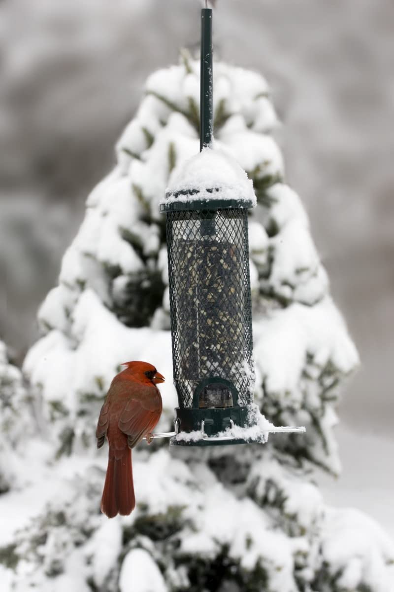 Squirrel Buster Mini 4.4"x4.4"x21" (w/hanger) Wild Bird Feeder with 4 Metal Perches, 1.3lb Seed Capacity