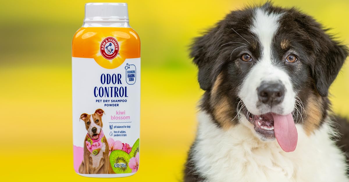 Arm & Hammer for Pets Champú seco en Polvo para Perros con Control de olores, el Mejor champú sin Agua para Eliminar olores para Perros y Cachorros, Aroma a Flor de Kiwi, 4.2 onzas