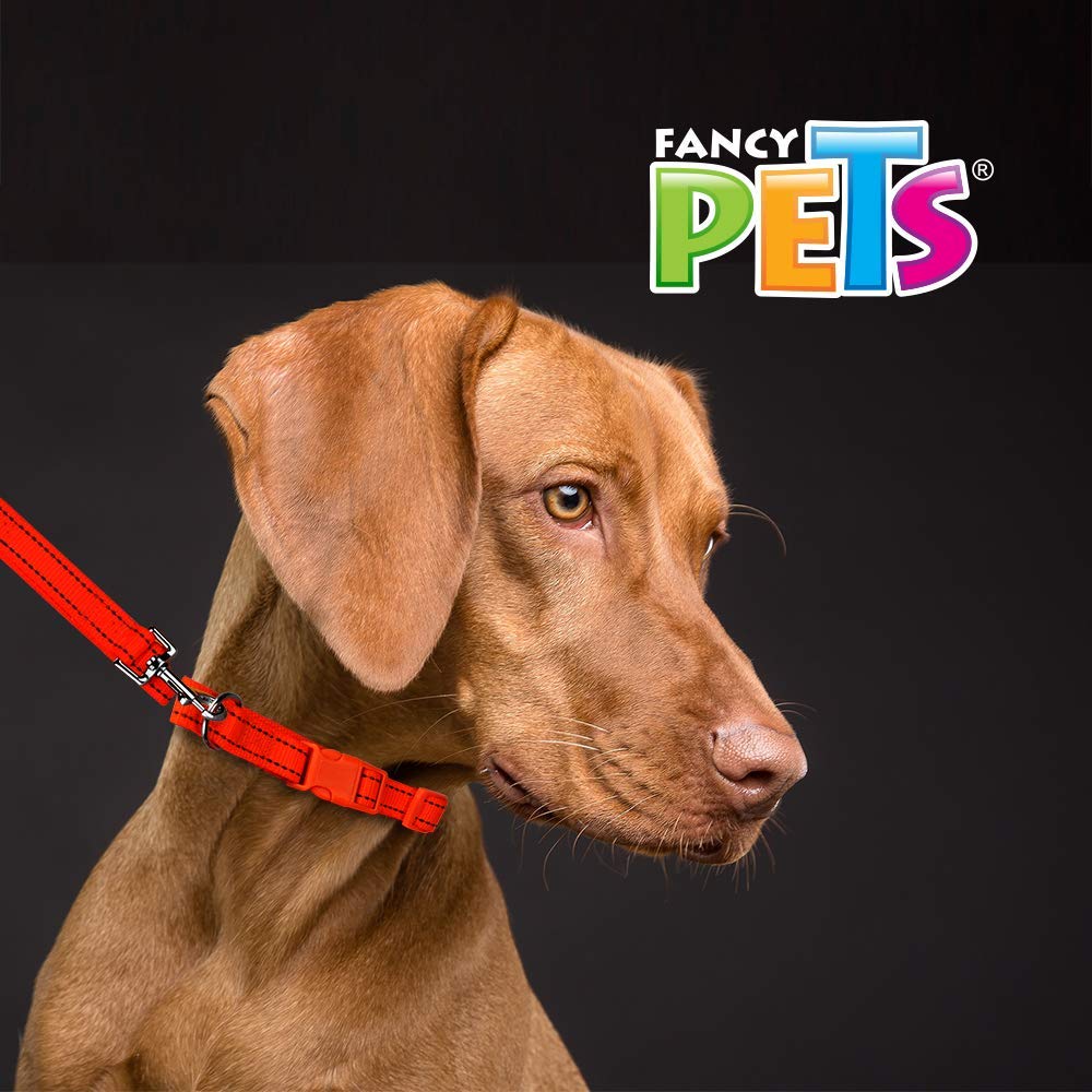 Fancy Pets Correa y Collar Ajustables para Perro Tamaño Mediano con Bandas Reflejantes Varios Colores