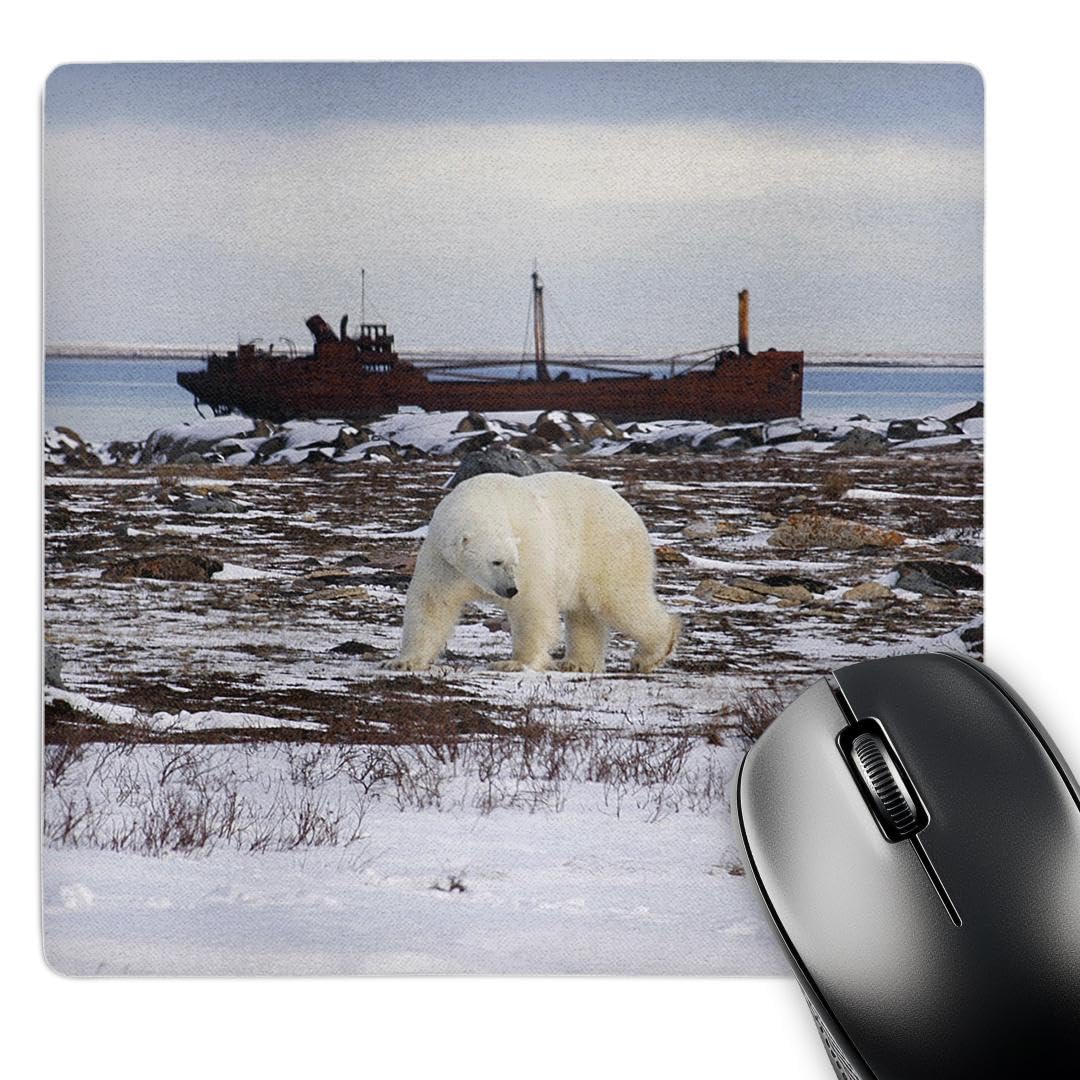 3dRose Polar Bear, Ursus Maritimus, Hudson Bay Canada - Alfombrilla de mouse, 8 por 8" (mp_37669_1)