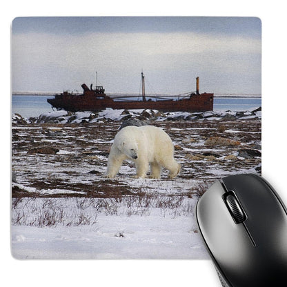 3dRose Polar Bear, Ursus Maritimus, Hudson Bay Canada - Alfombrilla de mouse, 8 por 8" (mp_37669_1)