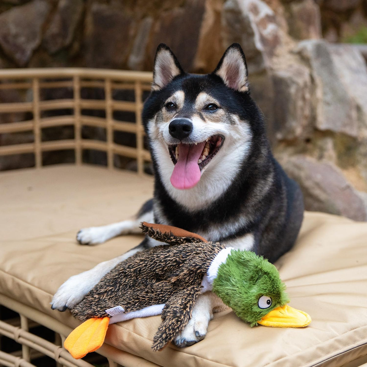 Best Pet Supplies - Juguete Divertido para Perro sin Relleno, 2 en 1, diseño de Pato Salvaje, Grande