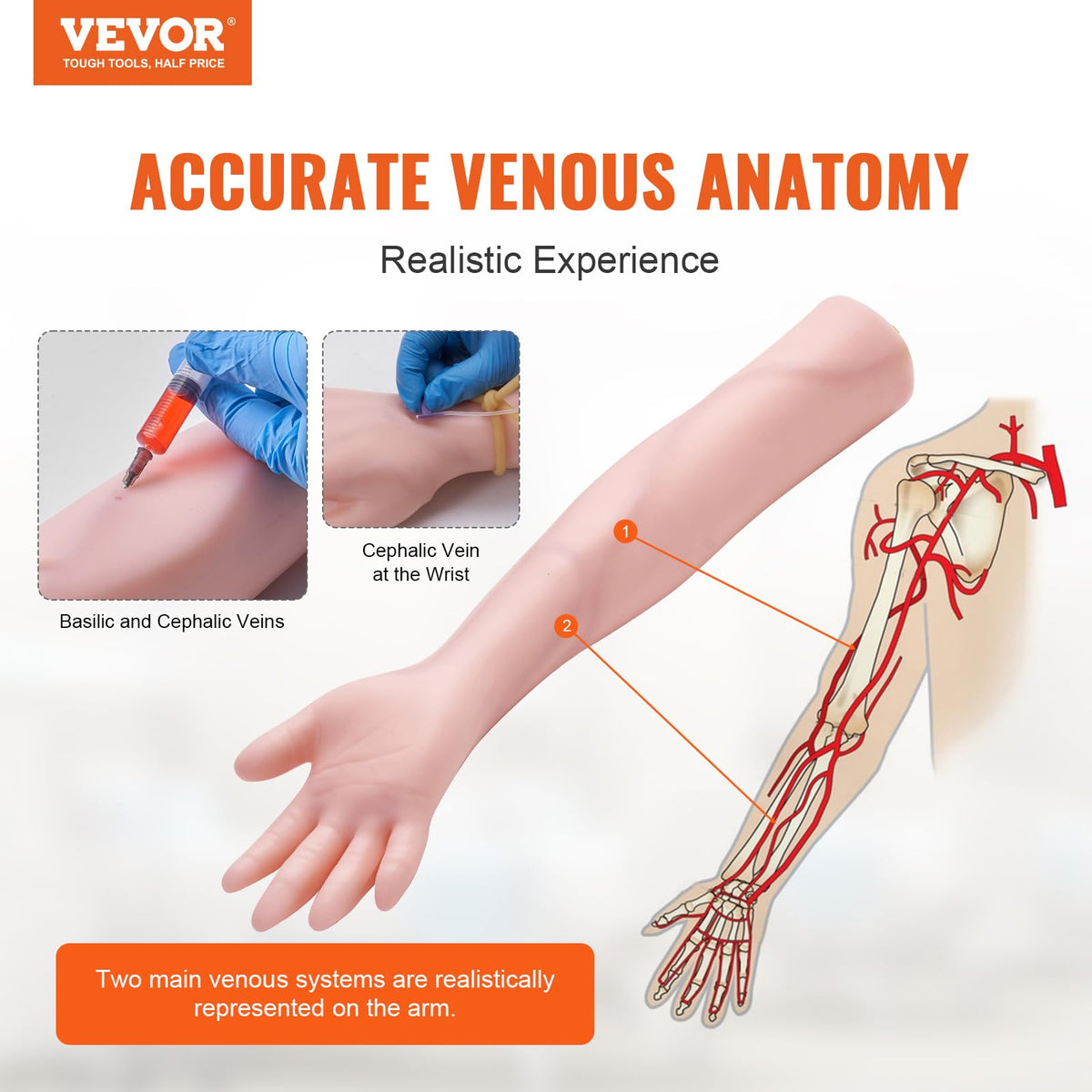 VEVOR Kit de Práctica de Flebotomía Venipuntura de Látex 12 Pcs Modelo Avanzado de Punción Venosa del Brazo 55x11x8cm Kit de Brazo de Práctica Intravenoso para Médico Aprendiz de Inyección Intravenosa