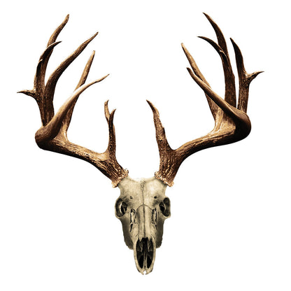 Mossy Oak Graphics - Calcomanía de Animales, fácil de Instalar, no se decolora, Vinilo Fundido, Whitetail NT 13021-S-NT 8 x 6 Pulgadas