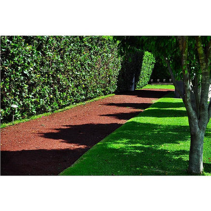 PISUMMA Tezontle Rojo 1" a 1 1/2" - Presentación 10 L - Piedra Volcánica Natural para Jardín, Macetas, Drenaje, Peceras y Paisajismo