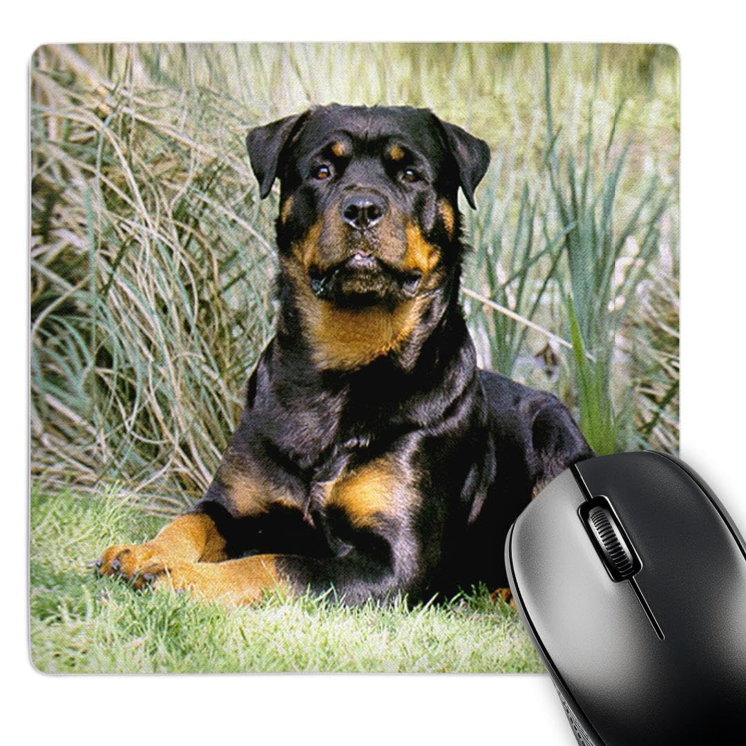 3dRose 8 x 8 x 0.25 Inches Mouse Pad, Rottweiler (mp_500_1)