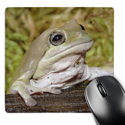 3dRose 8 x 8 x 0.25 Whites Dumpy Frog Litoria Caerulea Adam Jones Mouse Pad (mp_83643_1)