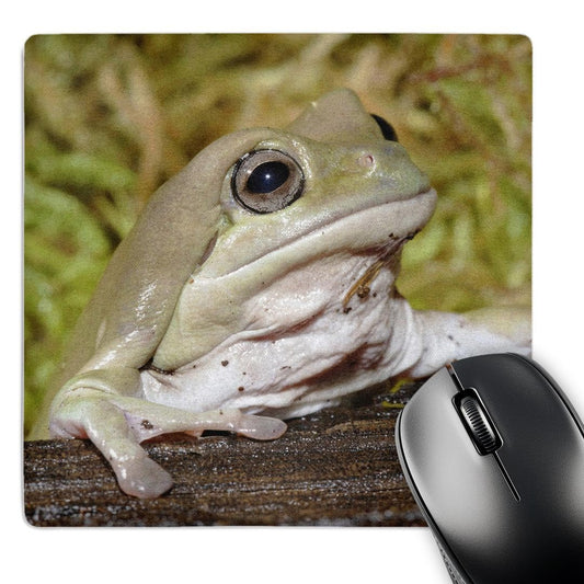 3dRose 8 x 8 x 0.25 Whites Dumpy Frog Litoria Caerulea Adam Jones Mouse Pad (mp_83643_1)