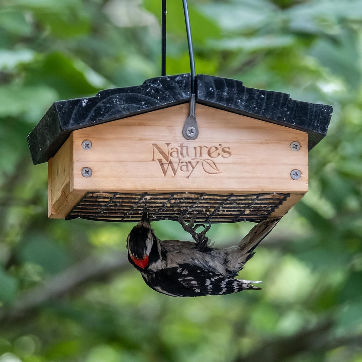 Nature's Way Bird Products CWF2 Cedar Suet Upside-Down - Alimentador para pájaros