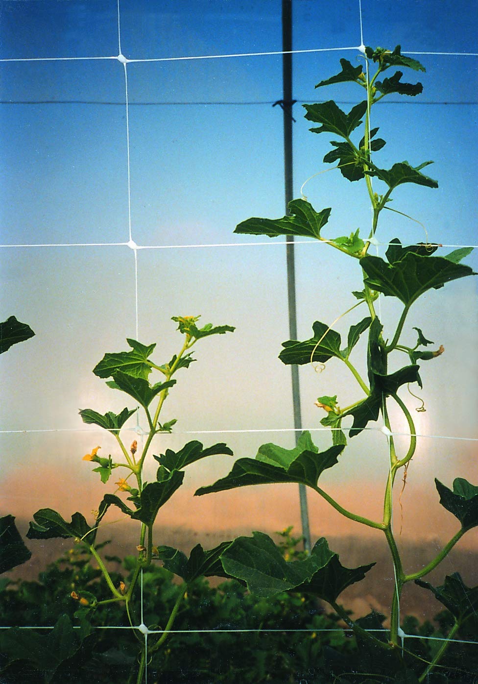 Tenax 100521791 084064 Hortonova SM - Red de Enrejado para Plantas, 36 Pulgadas x 328 pies, Color Blanco