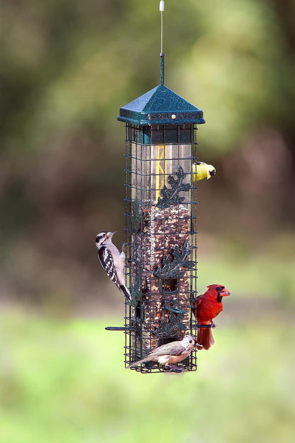 Squirrel Solution200 Comedero para pájaros silvestres de 5.5 x 5.5 x 30 pulgadas (con colgador) con 6 puertos de alimentación, capacidad de semillas de 3.4 lb, embudo de semillas gratis