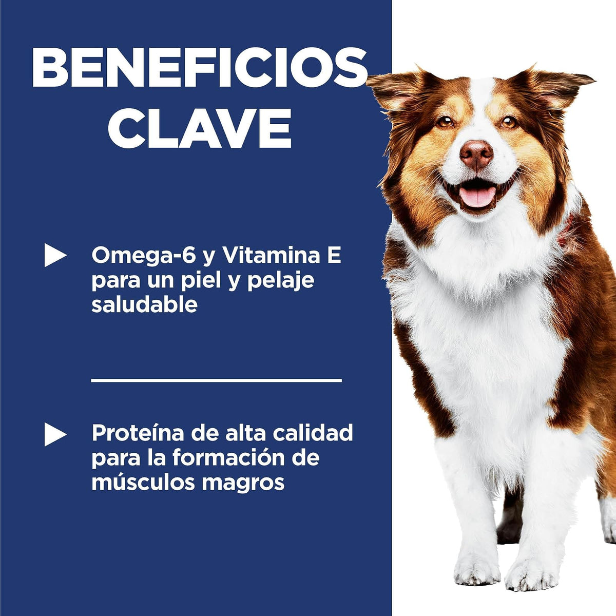 Hill's Science Diet Croquetas para Perro Senior 7+ Sabor Pollo 12Kg | Croquetas Hill's para perro, pollo real, soporte envejecimiento, salud de corazón y riñones, articulaciones sanas