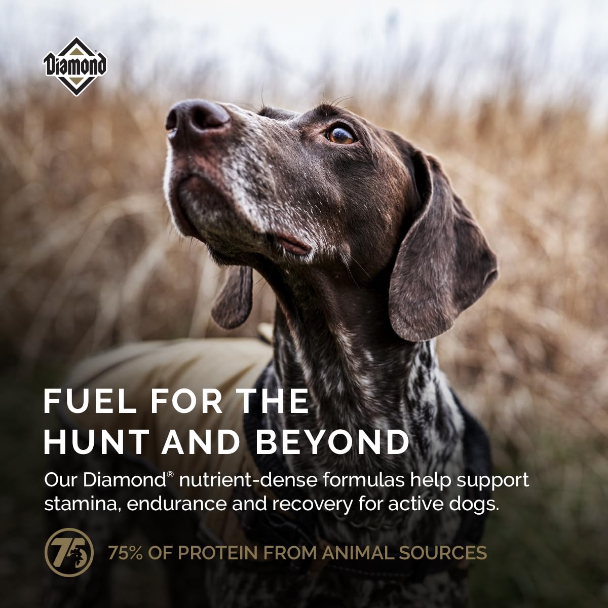 Diamond Premium Alimento para Perro Adulto Activo | Fórmula para perros adultos activos, alta proteína y energía, nutrición completa y
