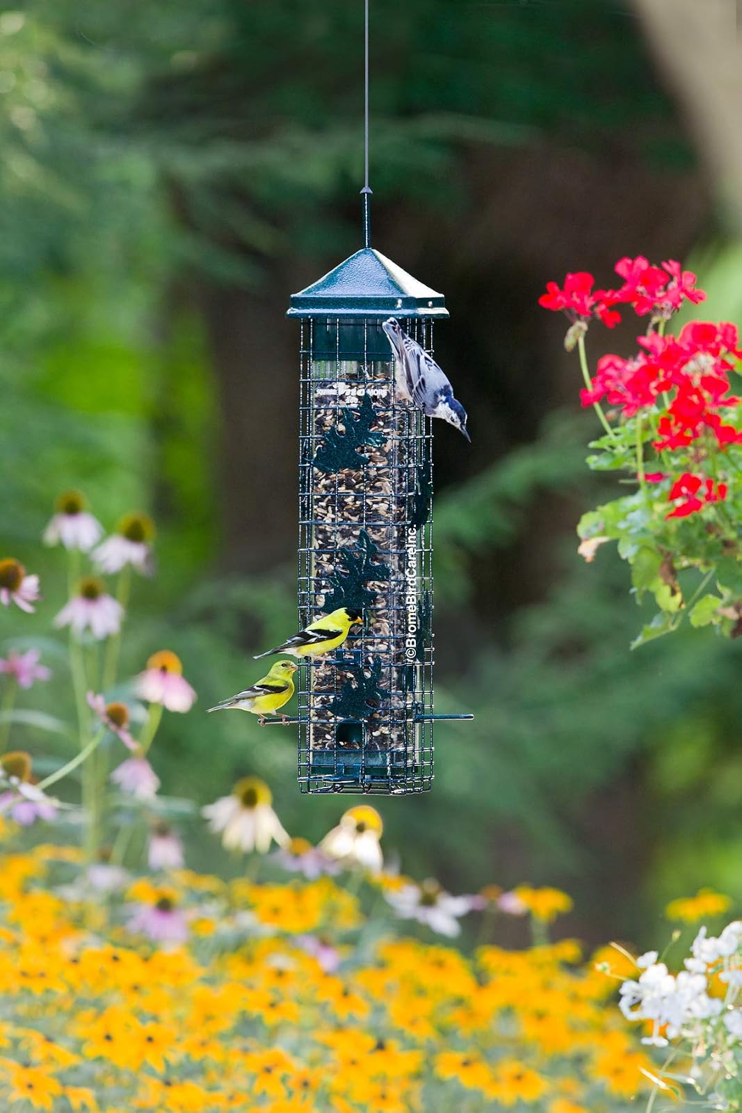 Squirrel Solution200 Comedero para pájaros silvestres de 5.5 x 5.5 x 30 pulgadas (con colgador) con 6 puertos de alimentación, capacidad de semillas de 3.4 lb, embudo de semillas gratis