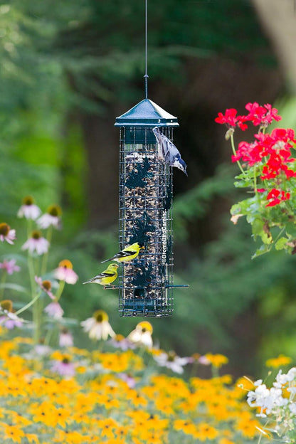 Squirrel Solution200 Comedero para pájaros silvestres de 5.5 x 5.5 x 30 pulgadas (con colgador) con 6 puertos de alimentación, capacidad de semillas de 3.4 lb, embudo de semillas gratis